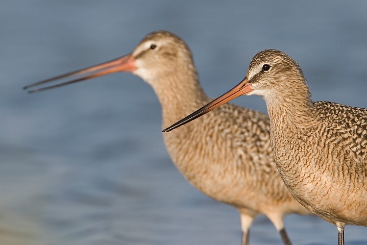 Pfuhlschnepfe Limosa lapponica Bar-tailed Godwit